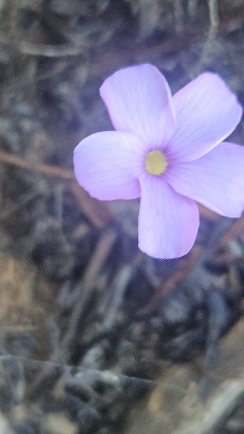 Oxalis eckloniana photo 4