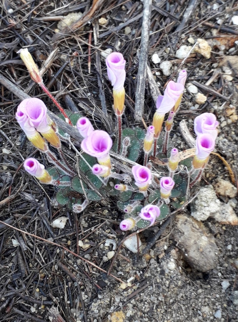 Oxalis eckloniana photo 5