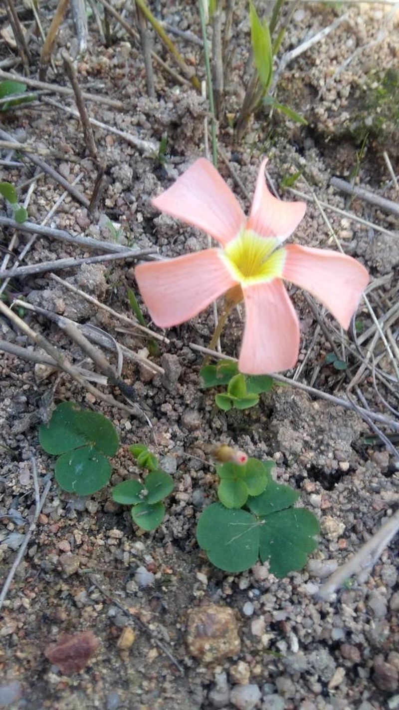 Oxalis eckloniana photo 6