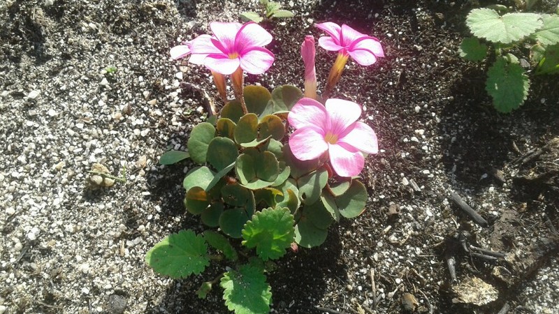Oxalis eckloniana photo 7