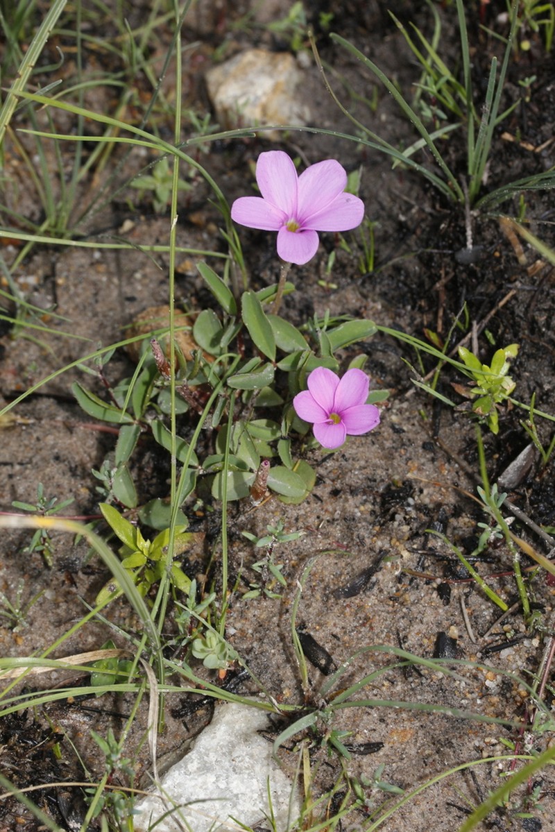 Oxalis eckloniana photo 8