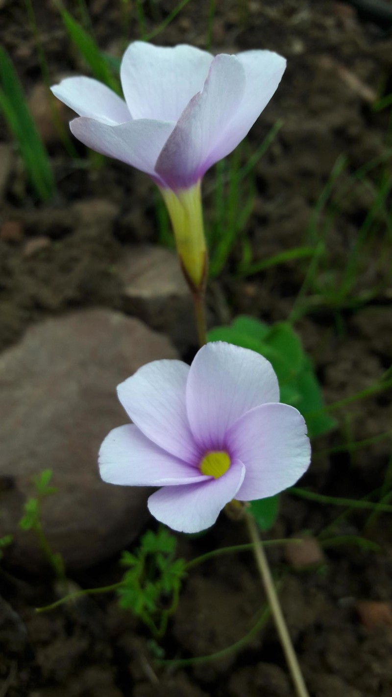 Oxalis eckloniana var. eckloniana