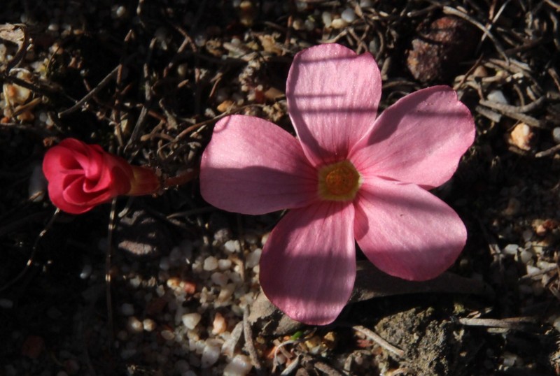 Oxalis eckloniana var. eckloniana photo 2