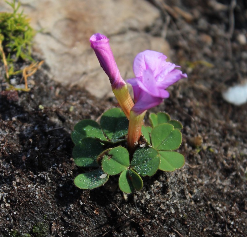 Oxalis eckloniana var. eckloniana photo 3