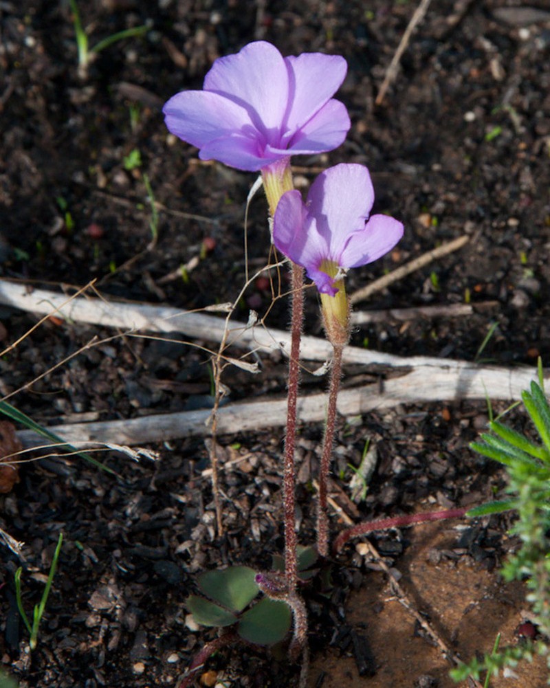 Oxalis eckloniana var. eckloniana photo 4