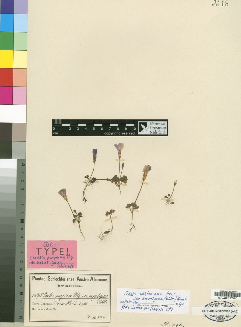 Oxalis eckloniana var. montigena