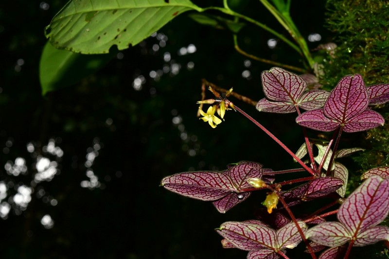 Oxalis ecuadorensis