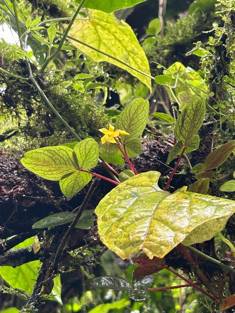 Oxalis ecuadorensis photo 2