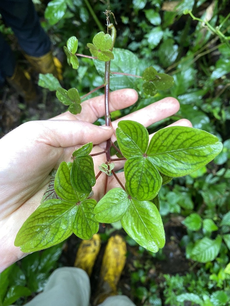 Oxalis ecuadorensis photo 3