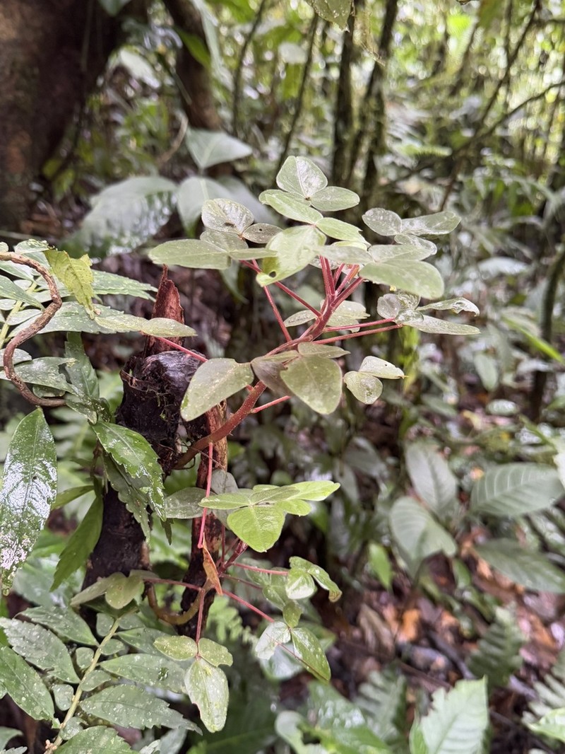Oxalis ecuadorensis photo 6