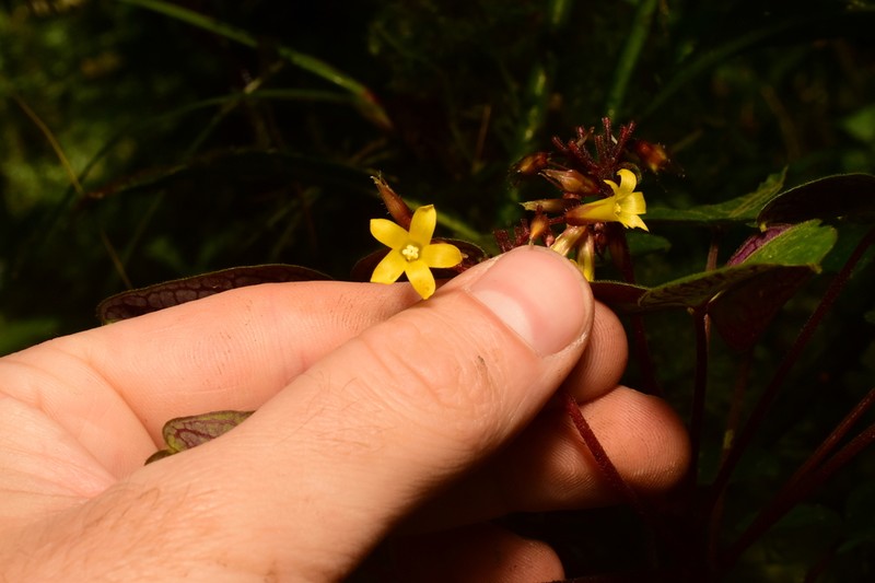 Oxalis ecuadorensis photo 7