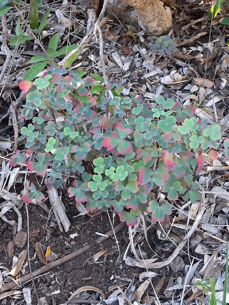Oxalis elsae