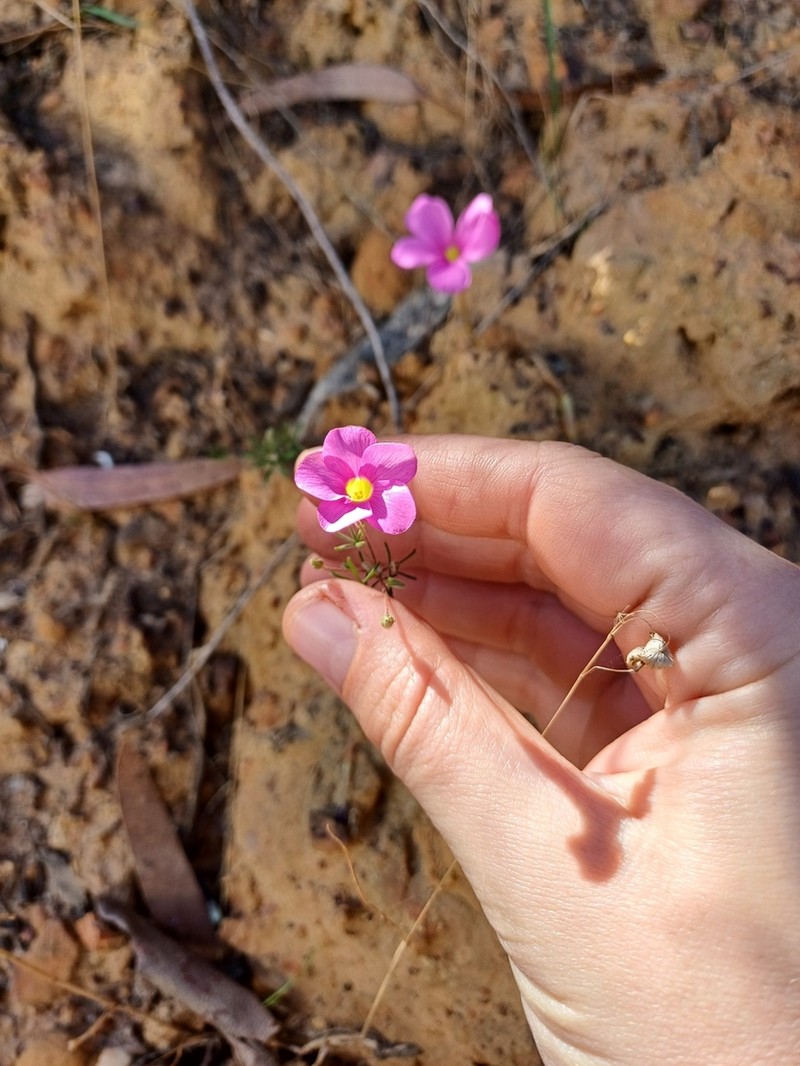 Oxalis engleriana photo 2