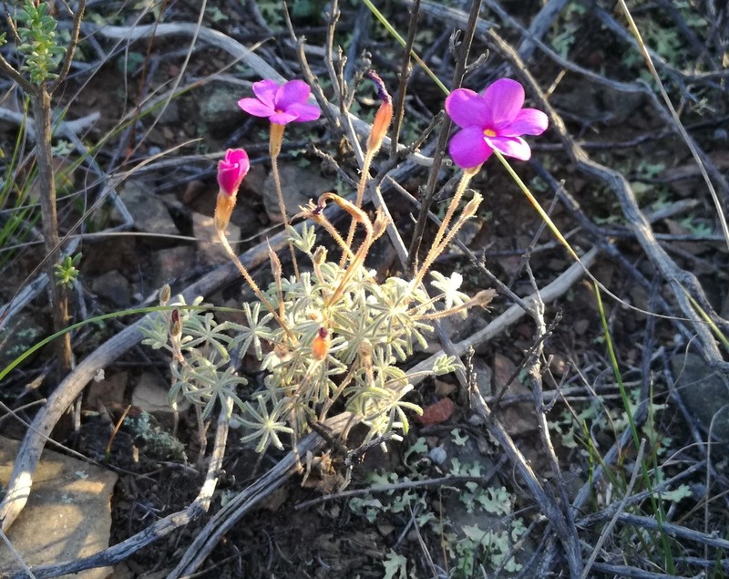Oxalis engleriana photo 3
