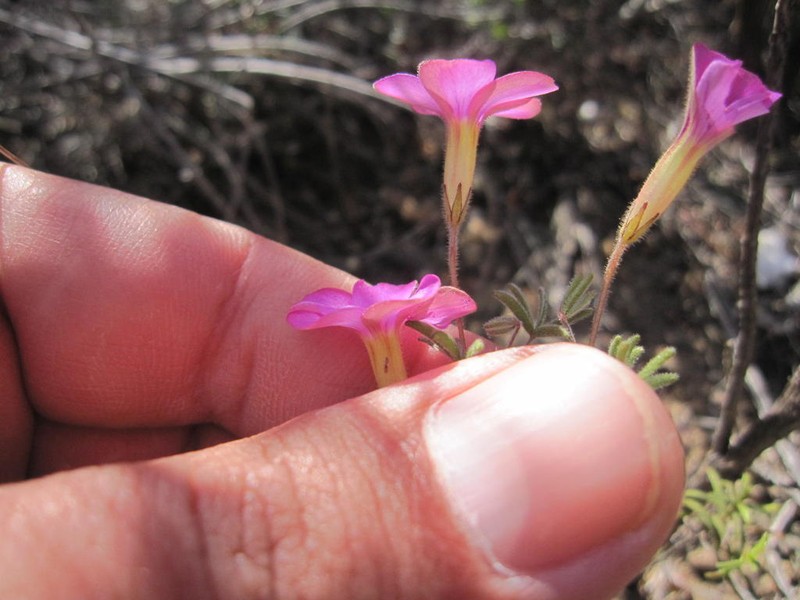 Oxalis engleriana photo 4