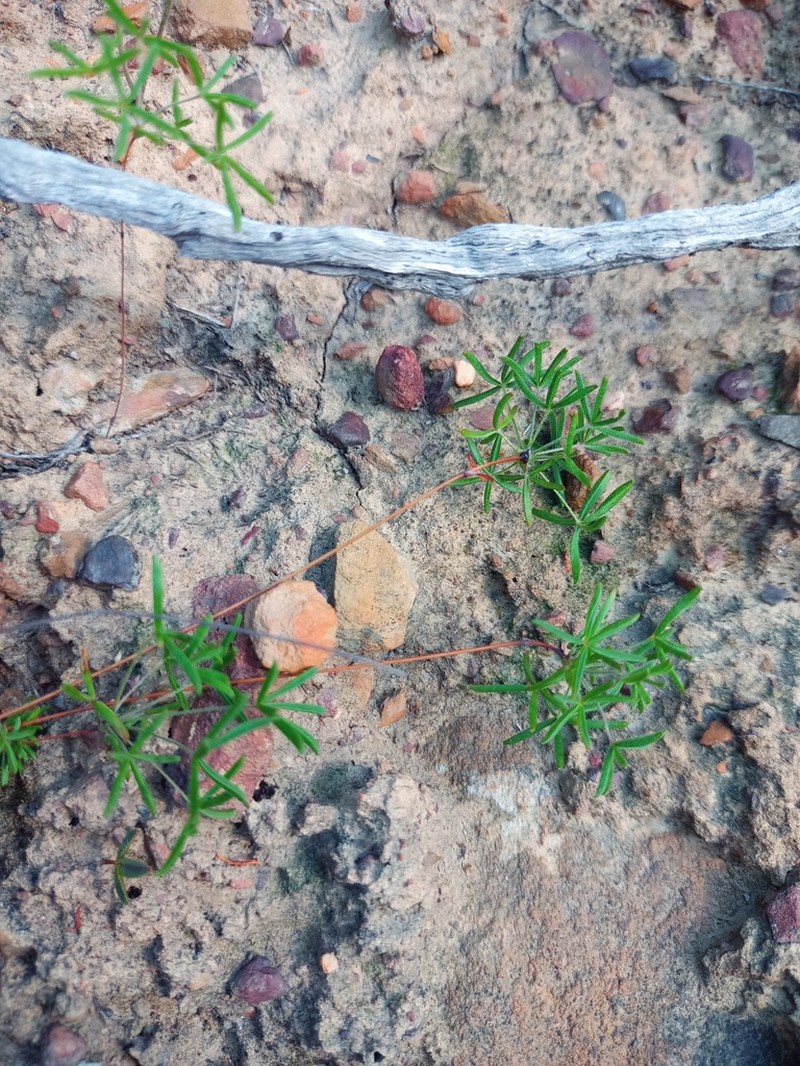 Oxalis engleriana photo 5