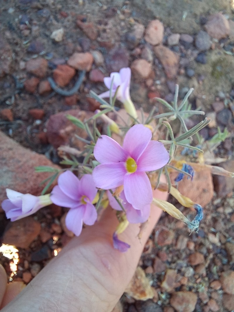 Oxalis engleriana photo 6