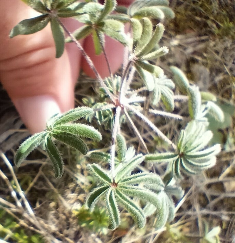 Oxalis engleriana photo 7