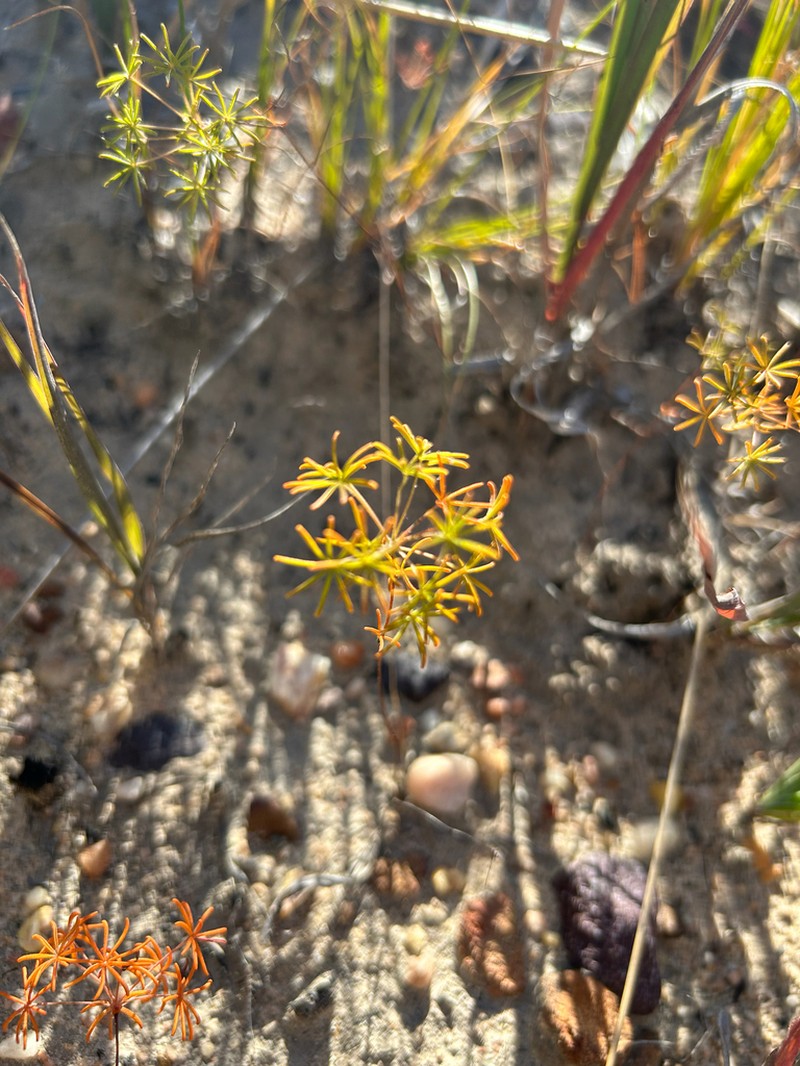 Oxalis engleriana photo 8