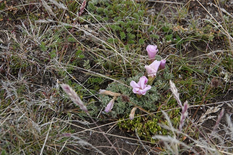 Oxalis enneaphylla photo 2