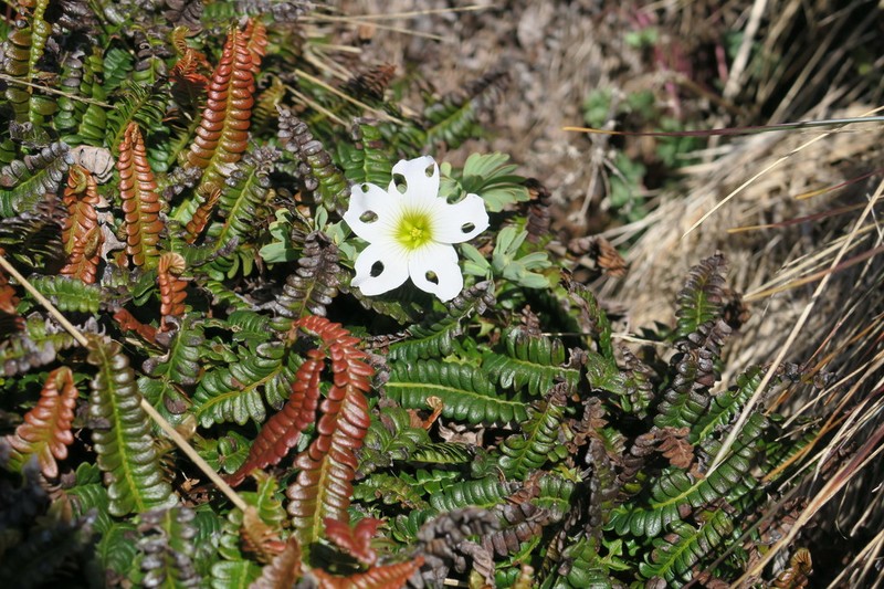 Oxalis enneaphylla photo 3