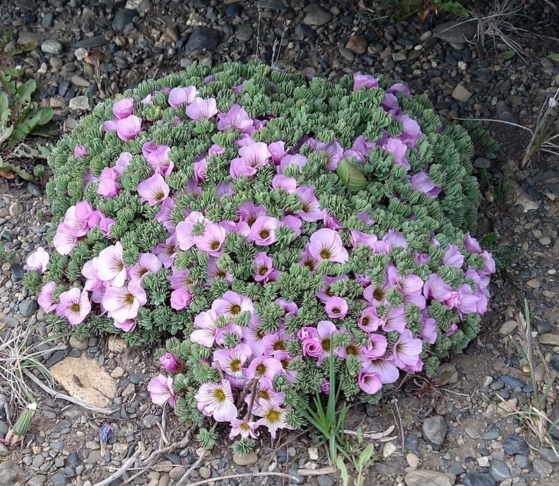 Oxalis enneaphylla photo 4