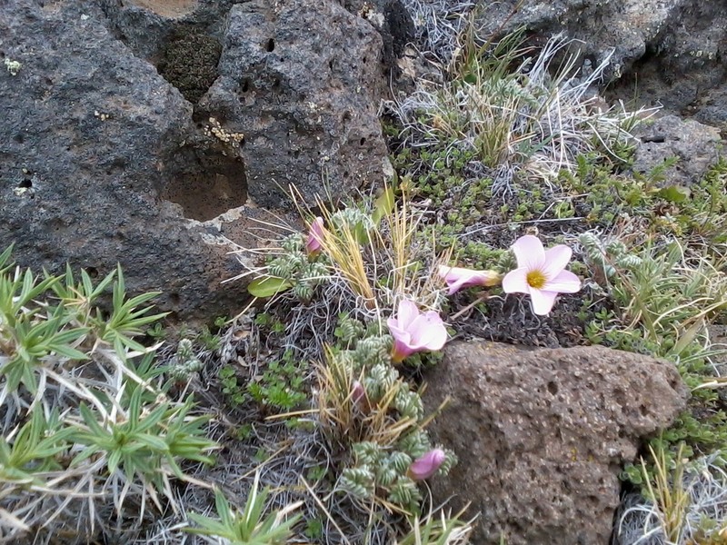 Oxalis enneaphylla photo 5
