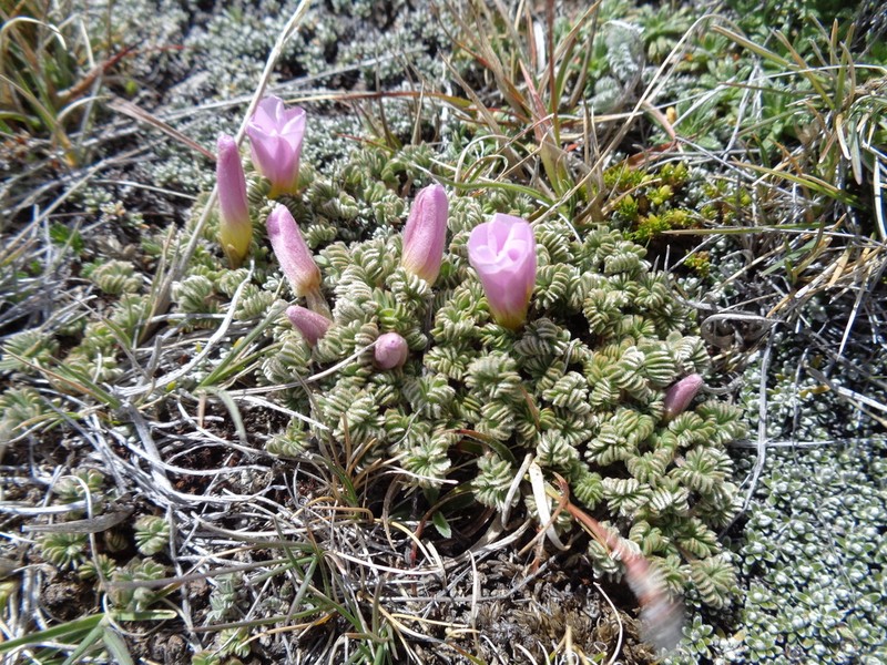 Oxalis enneaphylla photo 6