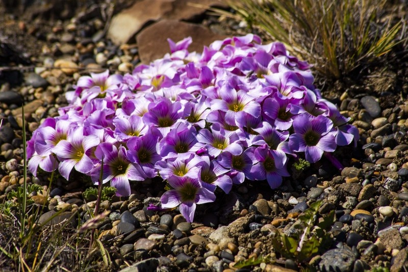Oxalis enneaphylla photo 7