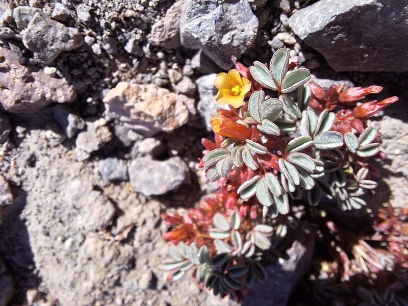 Oxalis eremobia