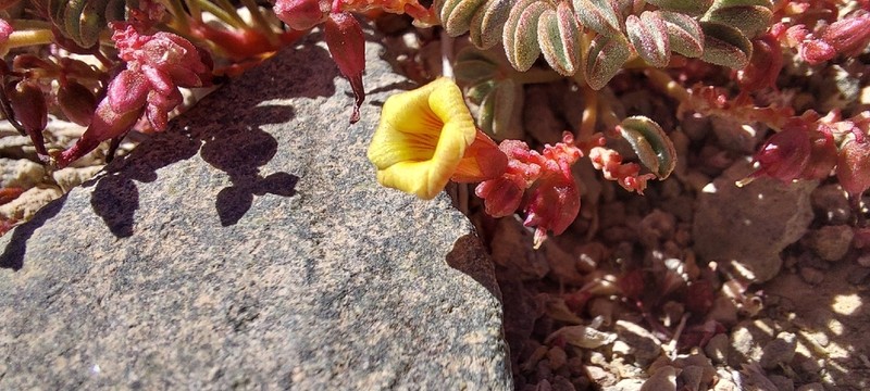 Oxalis eremobia photo 2