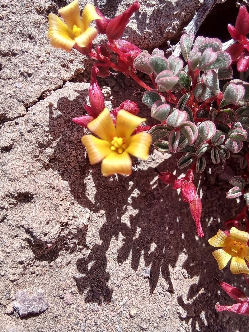 Oxalis eremobia photo 3