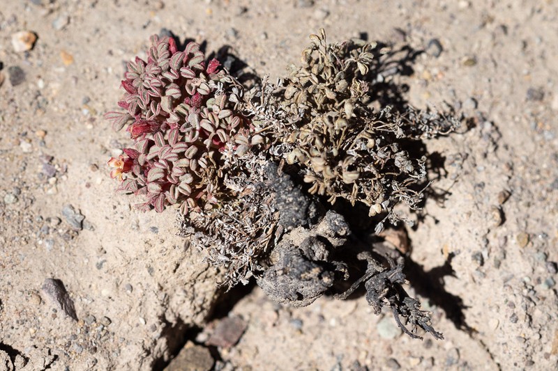 Oxalis eremobia photo 4