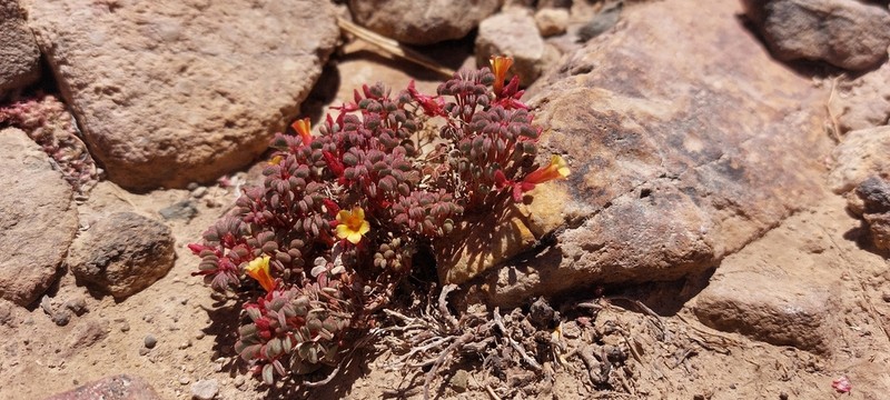 Oxalis eremobia photo 6