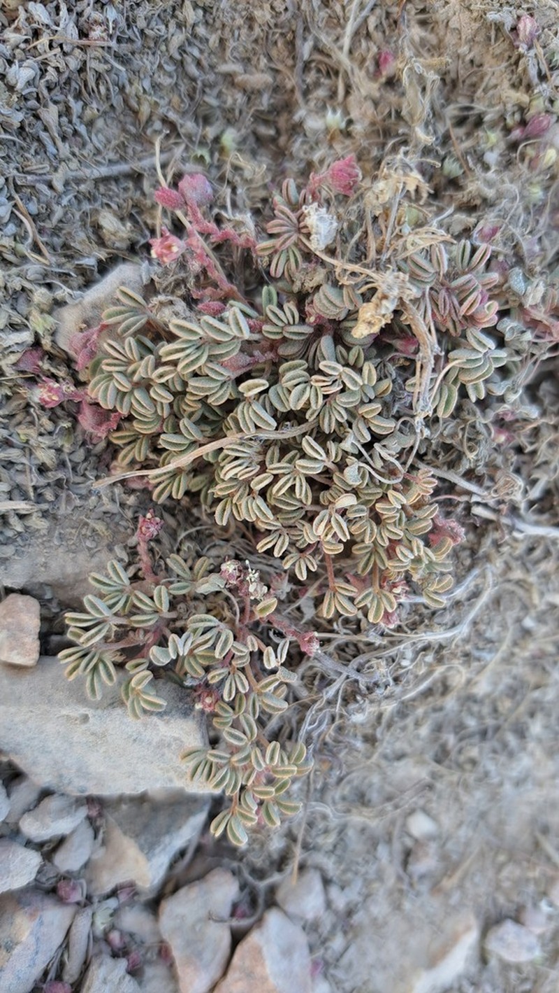 Oxalis eremobia photo 7