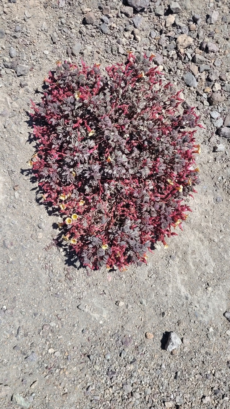 Oxalis eremobia photo 8