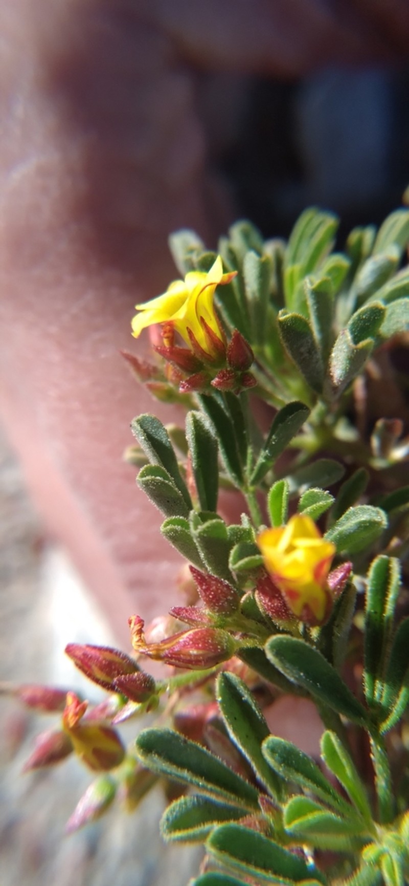 Oxalis ericoides