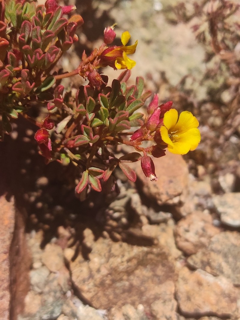 Oxalis ericoides photo 2