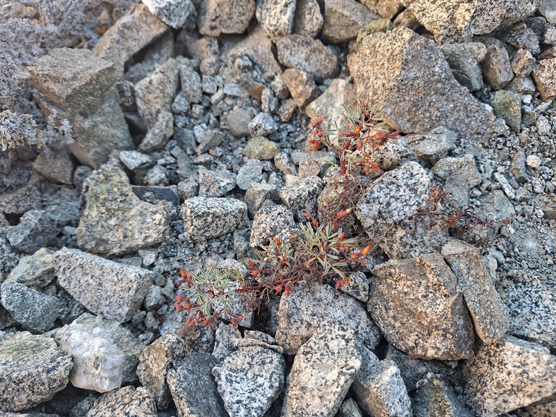Oxalis ericoides photo 3
