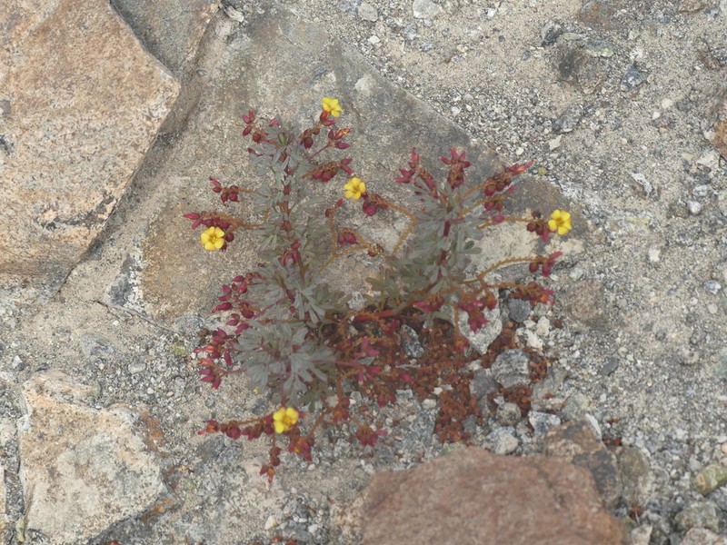 Oxalis ericoides photo 4