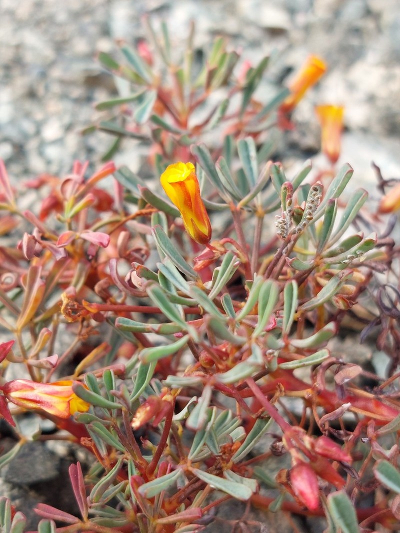 Oxalis ericoides photo 5
