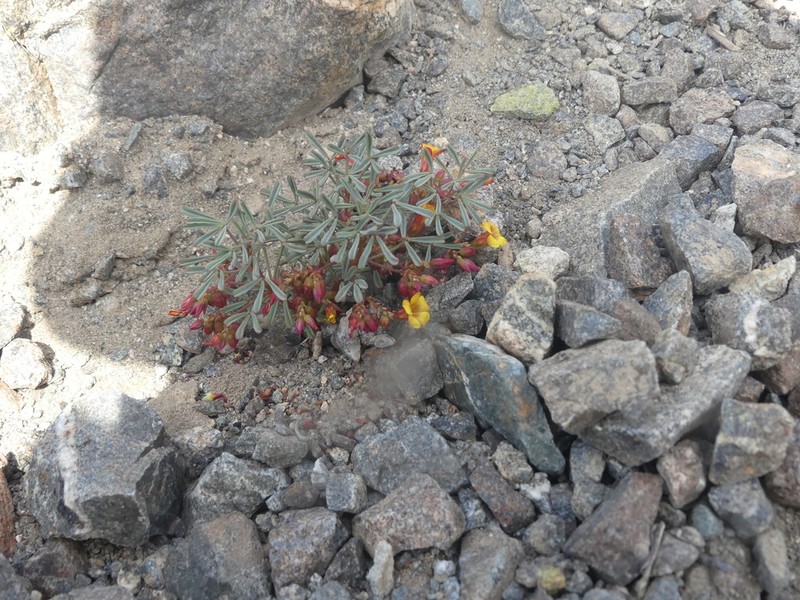 Oxalis ericoides photo 6