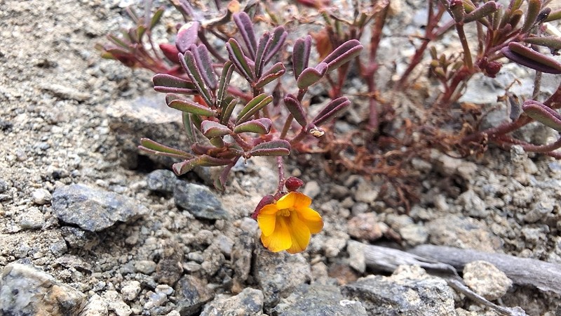Oxalis ericoides photo 7