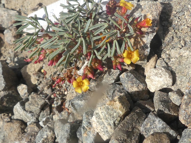 Oxalis ericoides photo 8