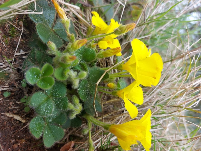 Oxalis eriocarpa