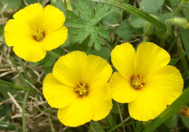 Oxalis eriocarpa photo 2