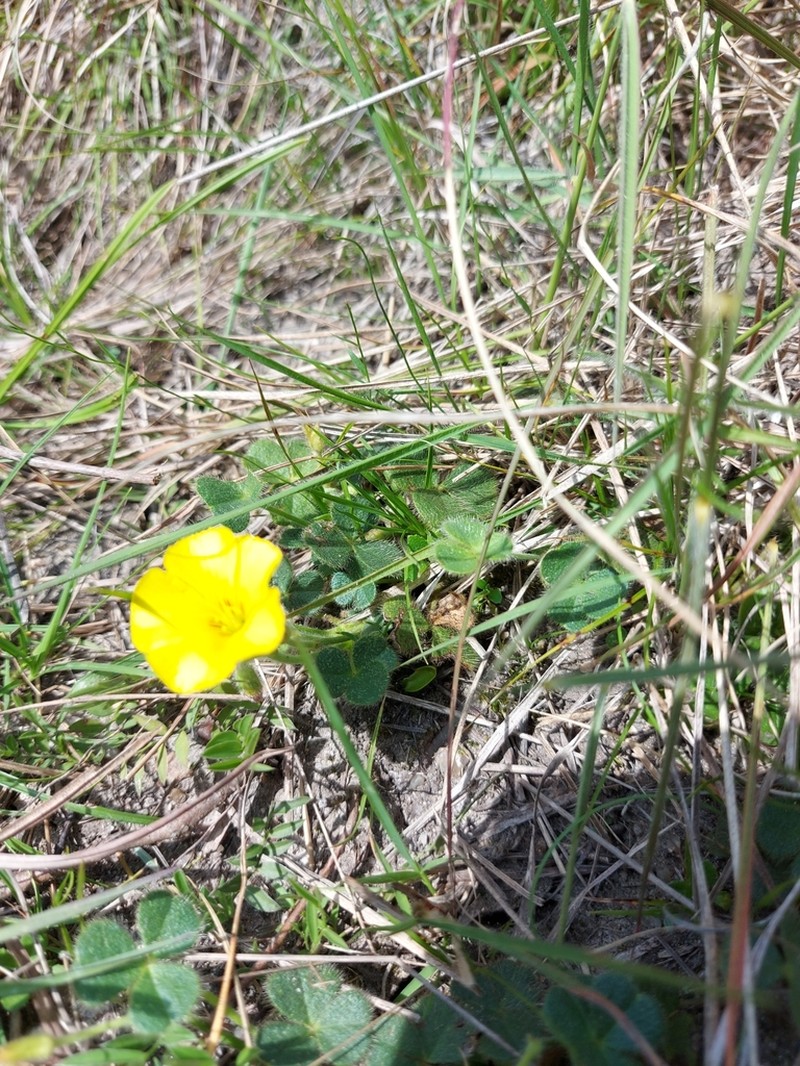 Oxalis eriocarpa photo 3