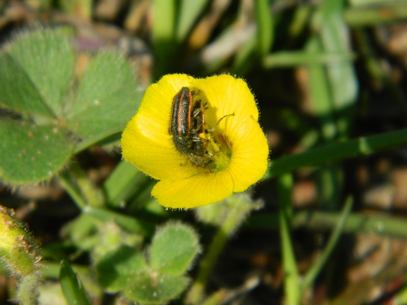 Oxalis eriocarpa photo 4