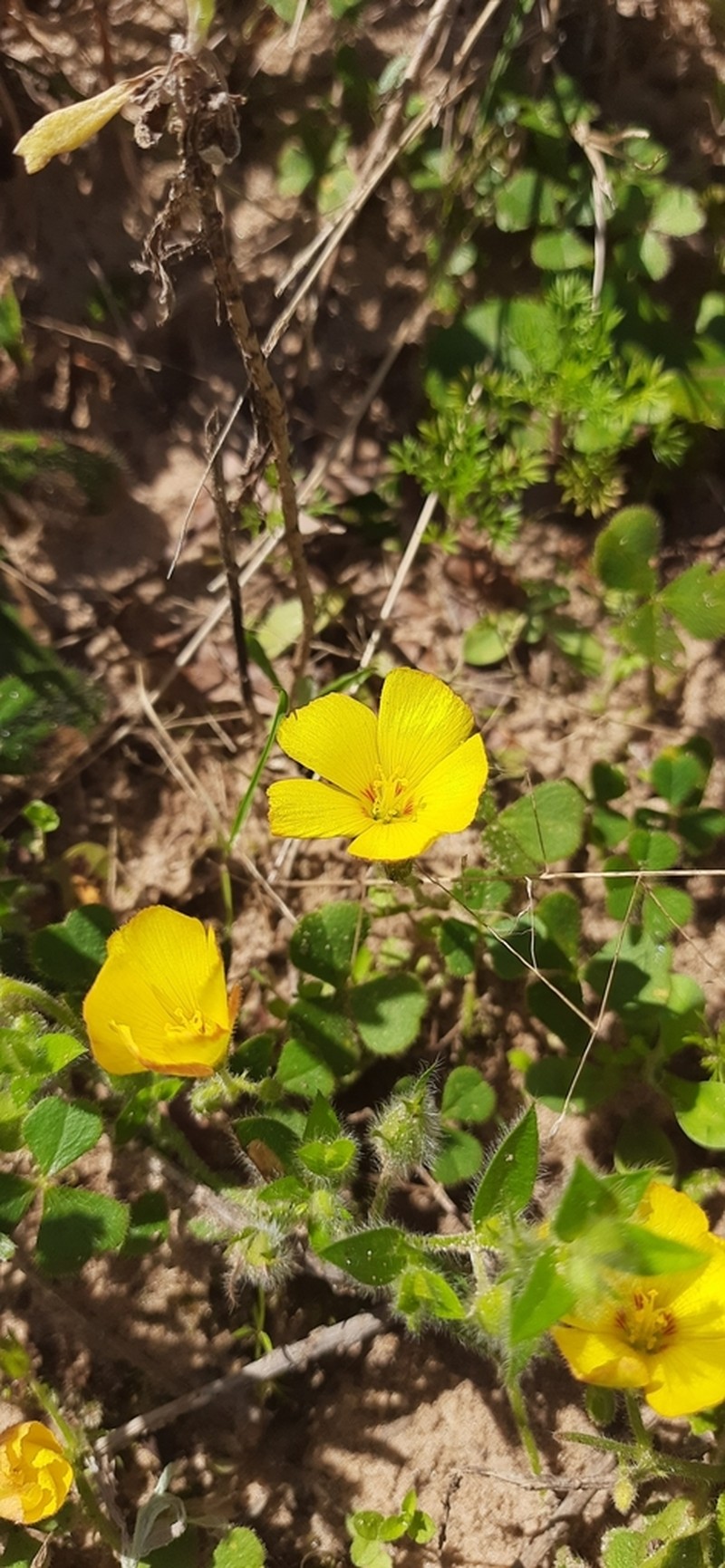 Oxalis eriocarpa photo 5