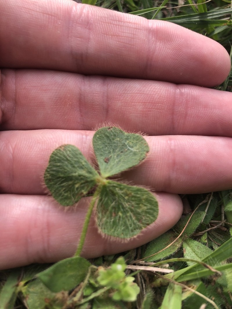 Oxalis eriocarpa photo 6